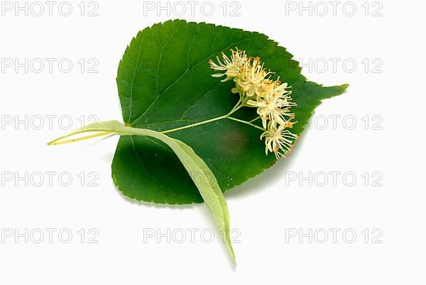 Lime blossoms of the large-leaved linden