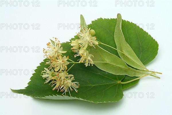 Lime blossoms of the large-leaved linden