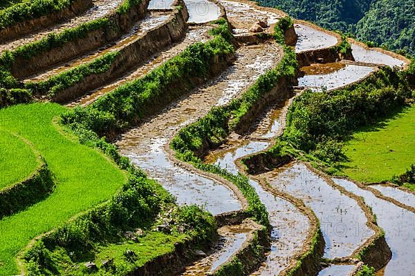 Rice field terraces