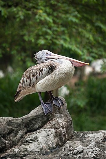 Spot-billed Pelican