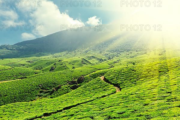 Tea plantations. Munnar