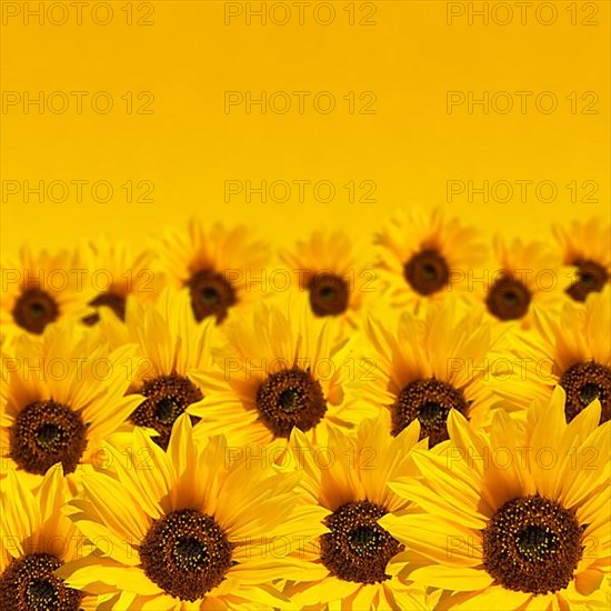 Sunflower background with copyspace