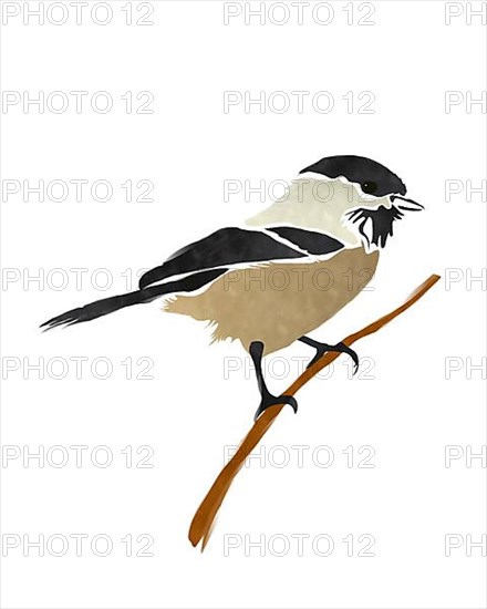 Black Capped Chickadee bird over white background