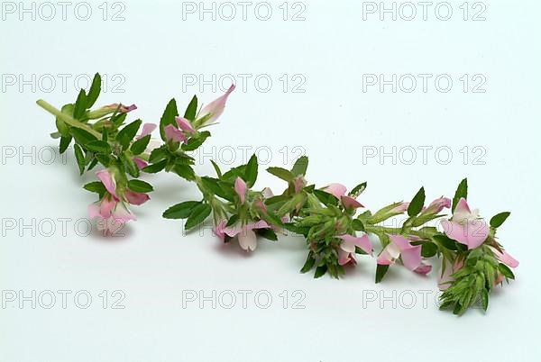 Spiny restharrow