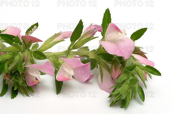 Spiny restharrow