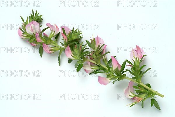 Spiny restharrow