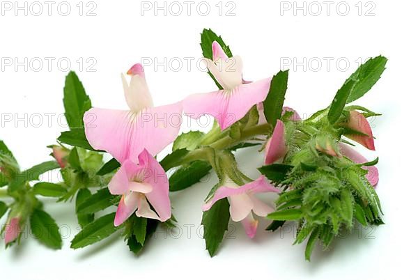 Spiny restharrow