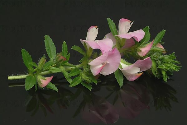 Spiny restharrow