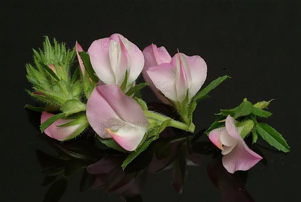 Spiny restharrow