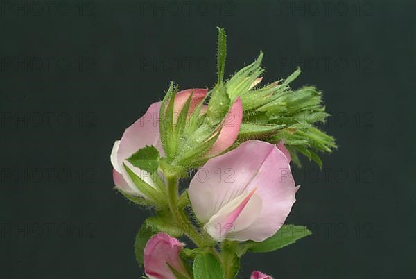 Spiny restharrow