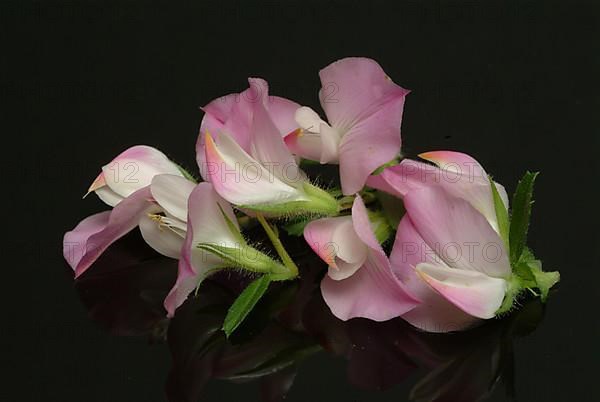 Spiny restharrow