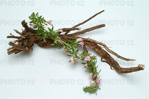 Spiny restharrow