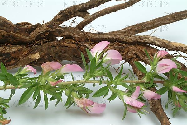 Spiny restharrow