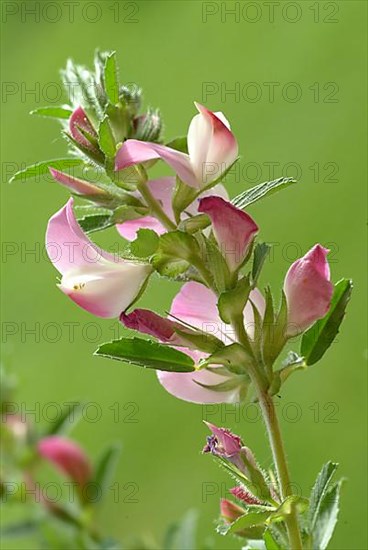 Spiny restharrow