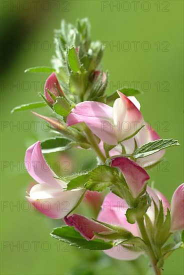 Spiny restharrow