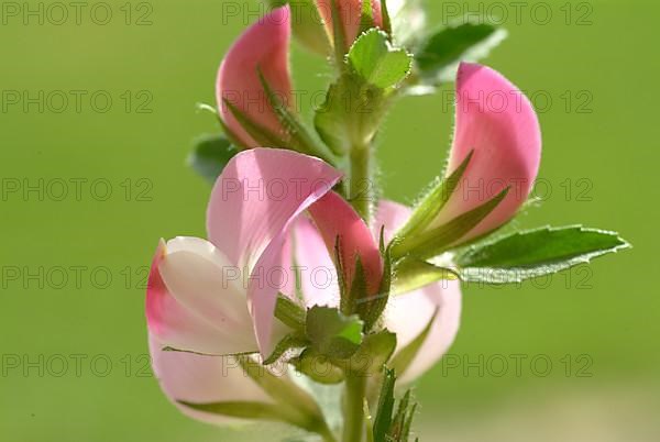 Spiny restharrow