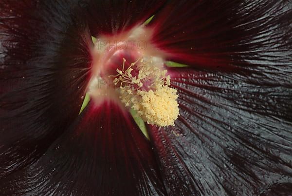 Black common hollyhock