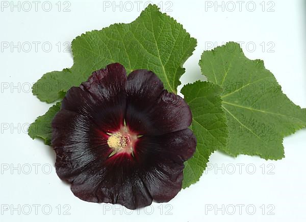 Black common hollyhock