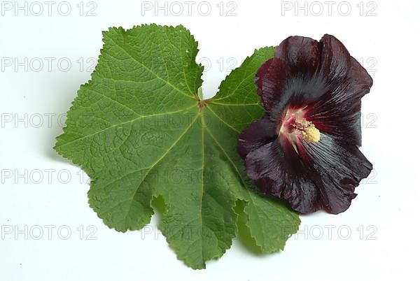 Black common hollyhock