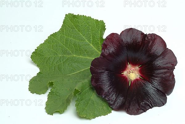 Black common hollyhock