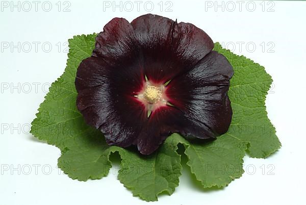 Black common hollyhock