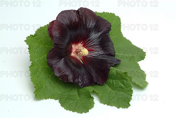 Black common hollyhock