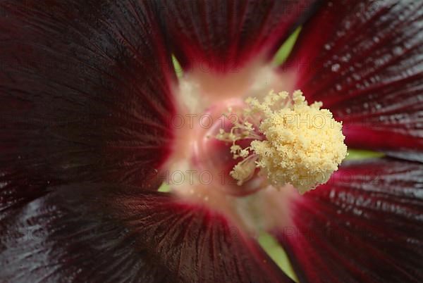 Black common hollyhock