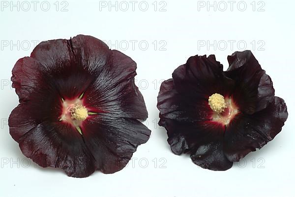 Black common hollyhock