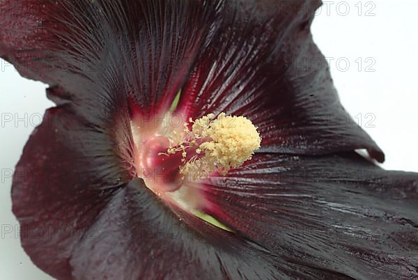 Black common hollyhock