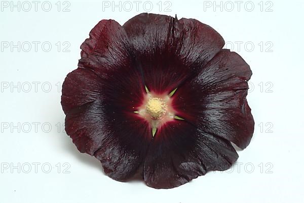 Black common hollyhock