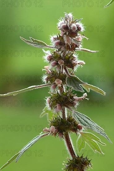 Motherwort