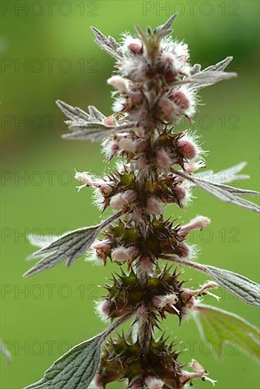 Motherwort