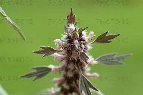 Motherwort