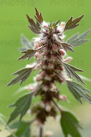 Motherwort