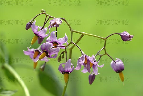 Bittersweet nightshade