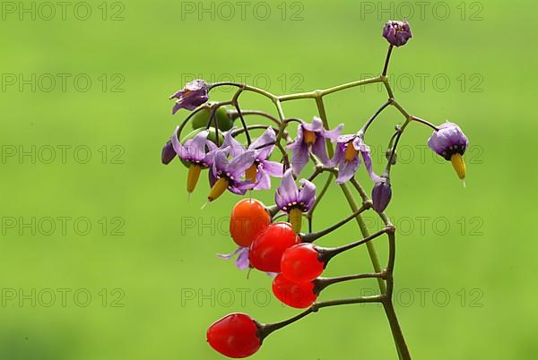 Bittersweet nightshade