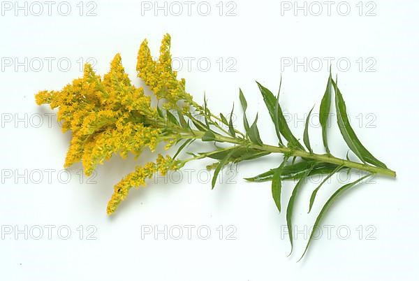 Common goldenrod