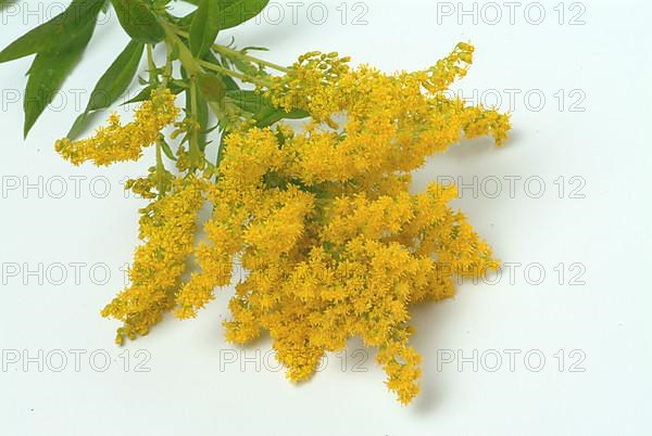 Common goldenrod