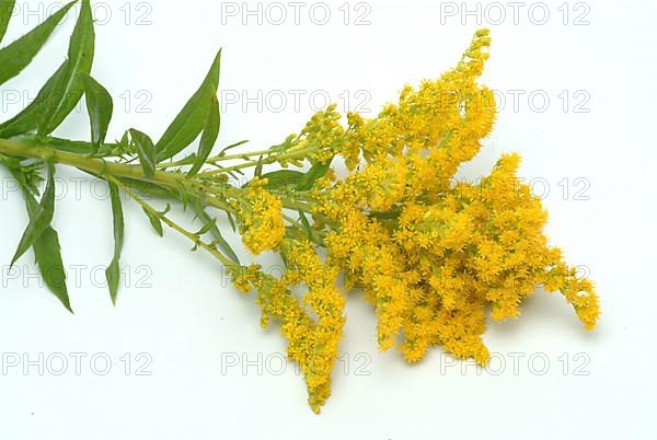 Common goldenrod