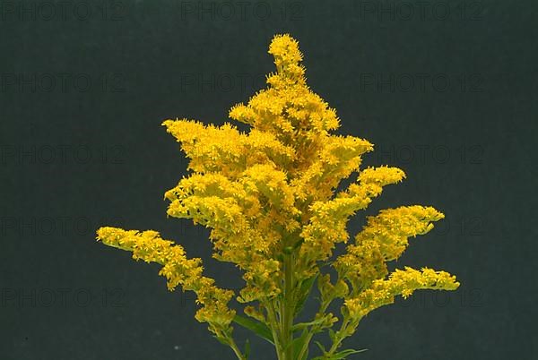 Common goldenrod