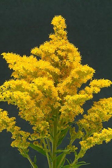 Common goldenrod