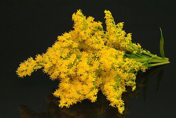 Common goldenrod