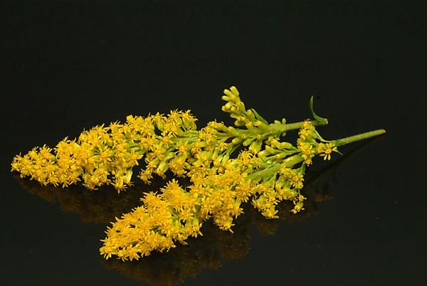 Common goldenrod