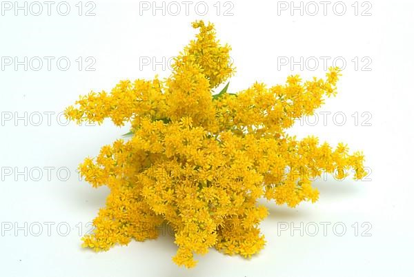 Common goldenrod