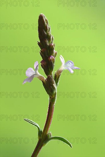 Common vervain