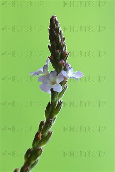 Common vervain