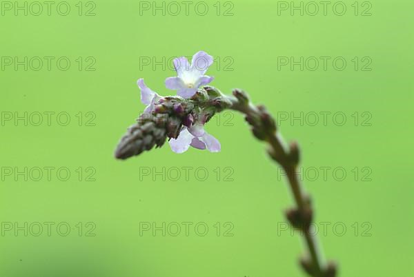 Common vervain