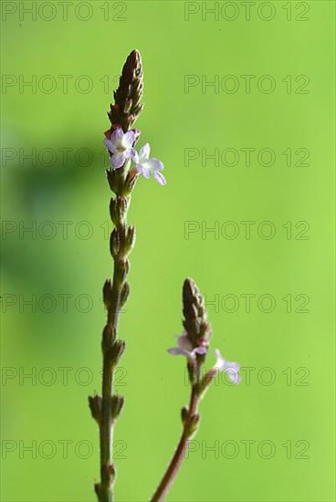 Common vervain