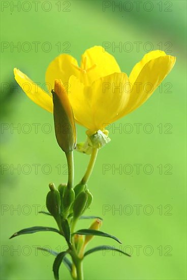 Evening primrose flower