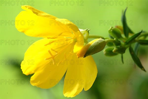 Evening primrose flower